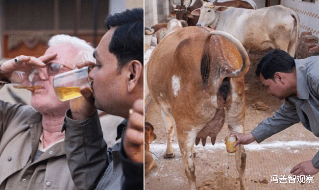 喝牛尿能預防新冠！印度女議員張嘴就來：我每天喝，所以沒感染-圖2