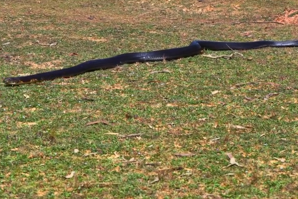 空间站|眼镜王蛇数量稀少,为何却说它没有天敌?竟然连大象都能毒倒?