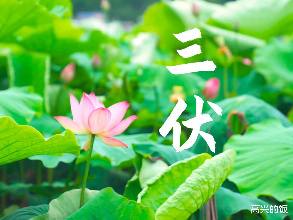 尿酸|头伏已入，“水中人参”该常吃了，记得给家人做，平安过伏天