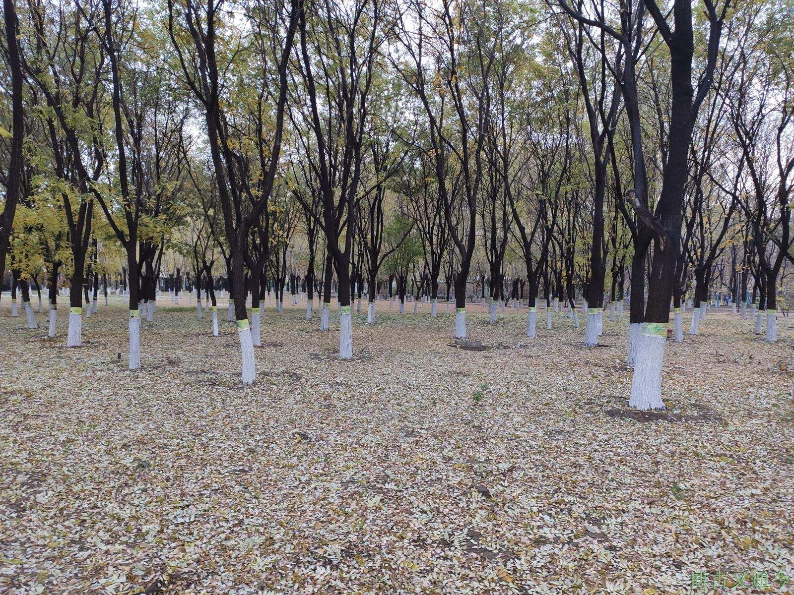 博古又通今 四环边郊野公园散心，回顾一冬走过来的景象