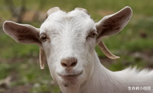 |财神偏爱事业蒸蒸日上,属羊人时来运转,鱼跃龙门咸鱼翻身