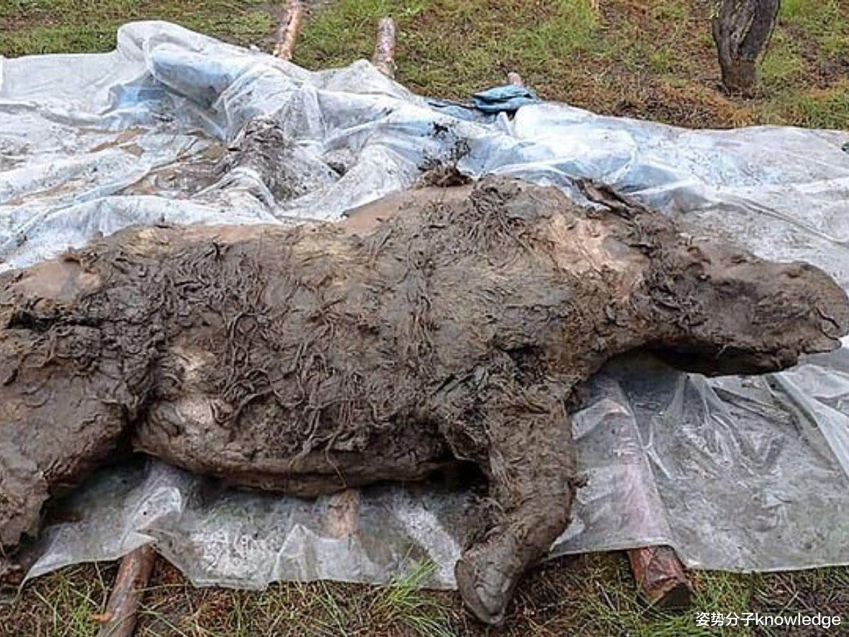 科学家 4.3万年前洞狮尸体被发现，保存完好，我们能提取DNA克隆它们吗？