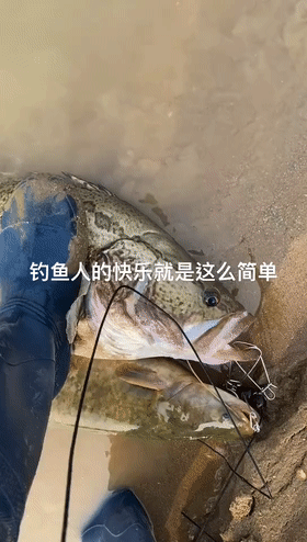 江西|能卖一两千?江西钓友钓起27斤大鳜鱼,网友:有这技术还用上班?