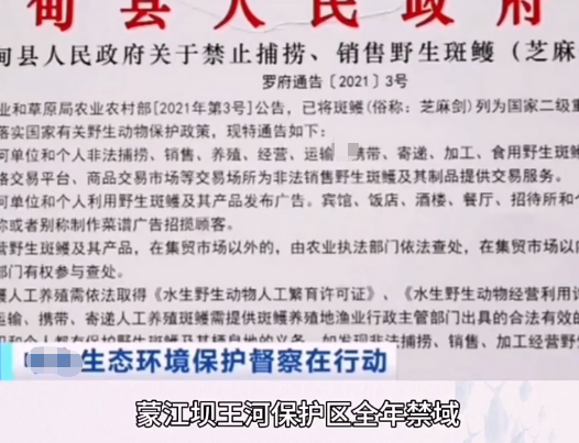 罗甸|防住了钓鱼人, 却防不住违规小水电, 悲哀的国家二级保护动物芝麻剑