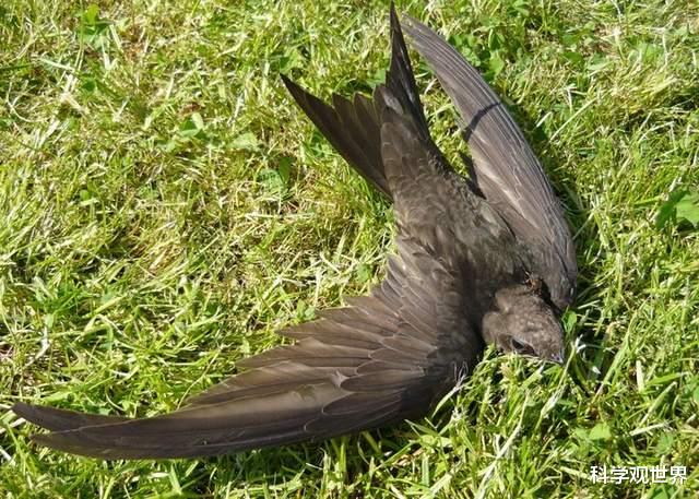 科学家 连飞数月不落地，吃喝拉撒甚至交配都在空中，雨燕是怎么做到的？