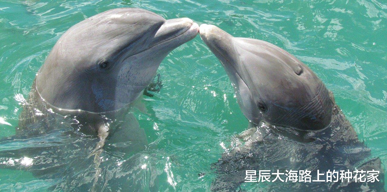 海豚是如何交配的?科学家:它们很变态,已经演化出了人类的特征