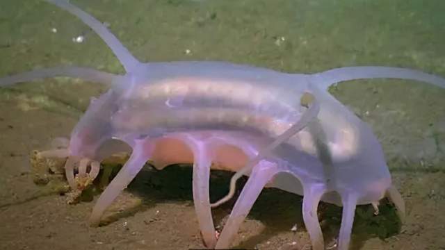 水底奥秘 深海拾荒者，海猪：生活在海底1000米的猪，人家可不是猪的近亲