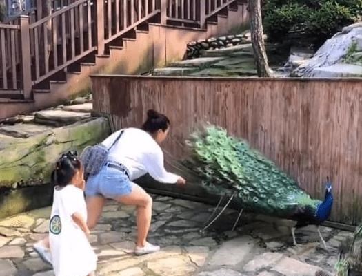 何沐青谈|女子为哄女儿开心，竟对孔雀拔毛、饲养员：奔跑中撞坏了门牙
