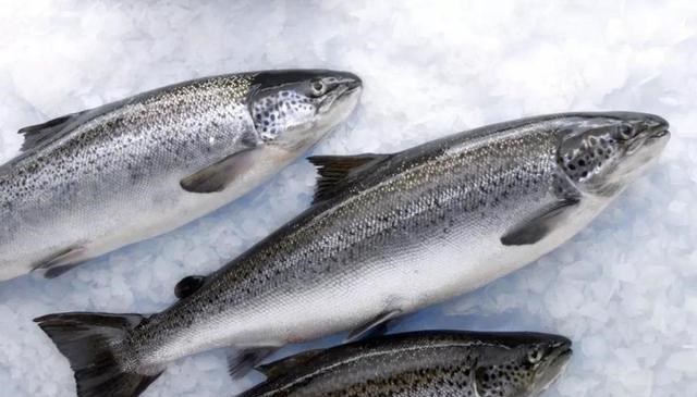 乒乓 爱斯基摩人为啥几乎一辈子吃生肉?“基因变异”还是另有原因?