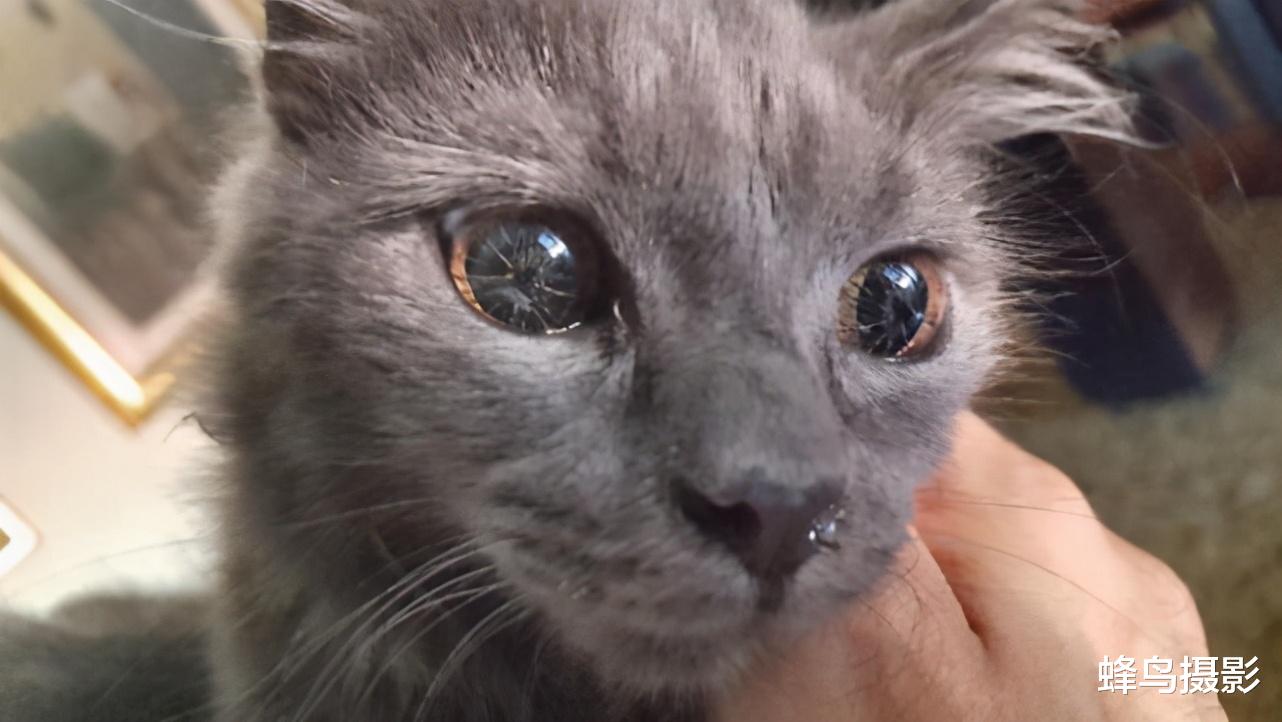 30张罕见的照片,鸟居然可以坐着吃饭,图2这猫是地球生物吗