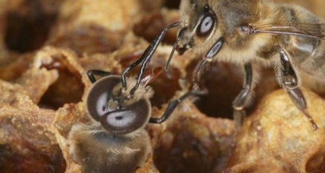 蜂王浆 如果把雄蜂幼虫放进王台会怎样？