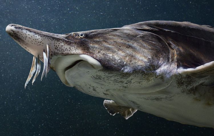 奇闻烩谈 摄影师拍到难得一见的动物，太神奇了，我一种都没见过，大开眼界