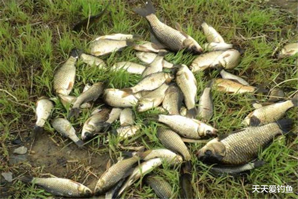 饵料|钓鱼调漂技巧：图解调漂的最灵和最钝点，是灵是钝，做到心里有数