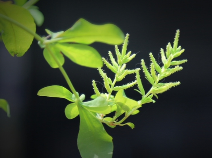 本人讲星座|8月下旬，桃花连枝，前缘复原，3大星座邂逅旧情人，一直念念不忘