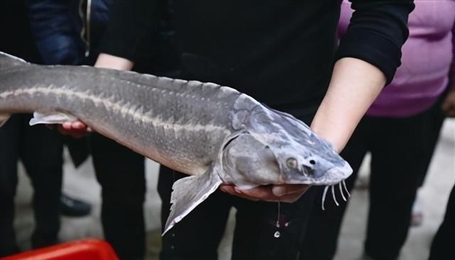 中华鲟|四川男子水塘钓起“尖嘴鱼”，担心是中华鲟，网友：放心吃
