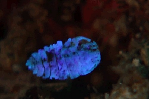 9种发光动物,你还见过哪些?