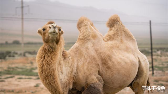  或许有些不合逻辑，但是经过检验的25个有趣冷知识