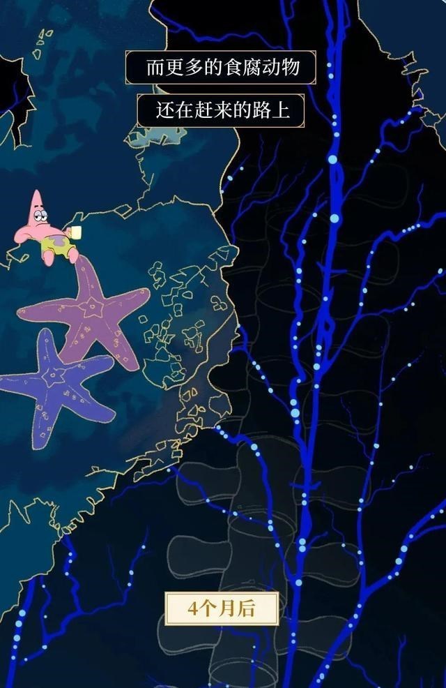 鲸鱼 何为“一鲸落，万物生”？一组漫画科普，鲸鱼死亡后会经历什么？