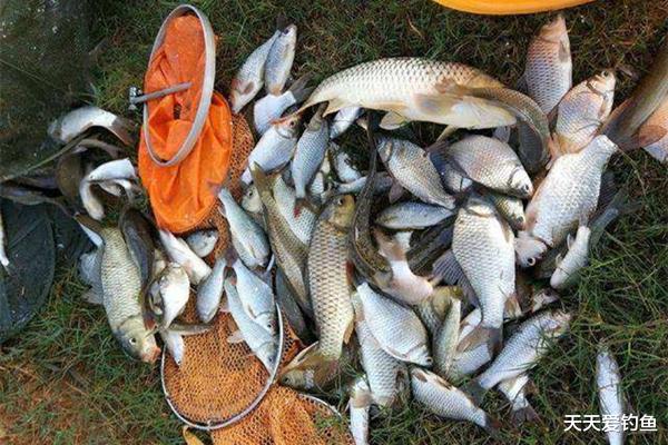 鲫鱼|冬末春初钓鱼，5宜5不宜，这些技巧简单易掌握，钓大鲫鱼更轻松