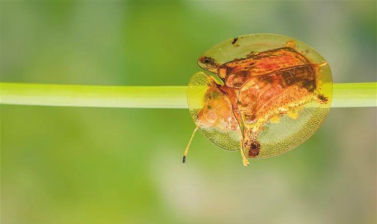 史上最“豪”的虫子，拿“黄金”当战甲，抓到一只就能暴富？