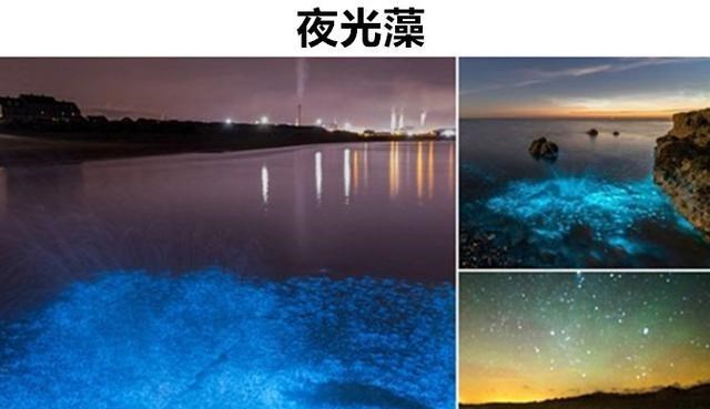 水母 看起来非常的假，但却真实存在的6个拥有怪异外表的生物