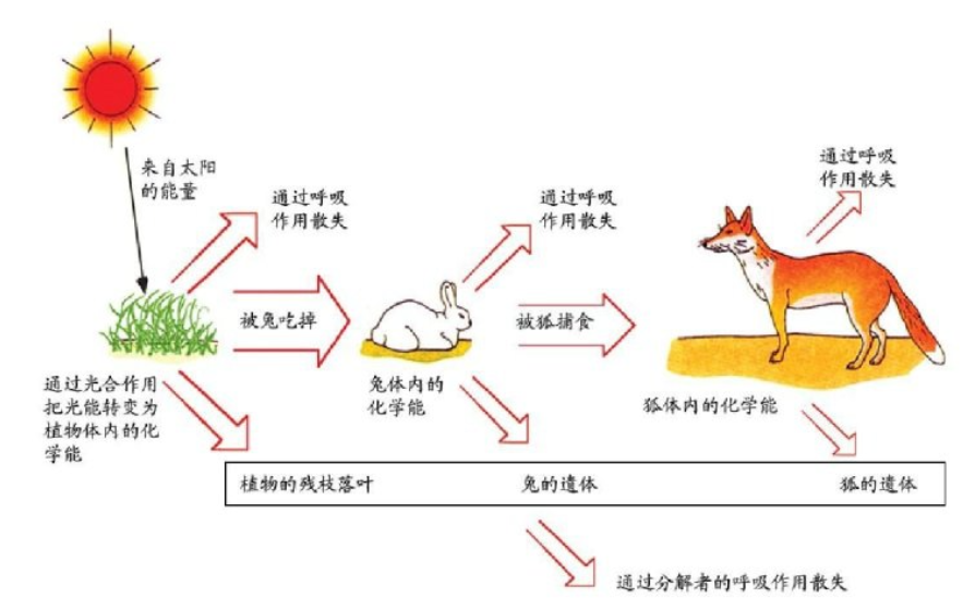 人类吃食草动物的肉,却很少食用食肉类动物的肉,原因何在?