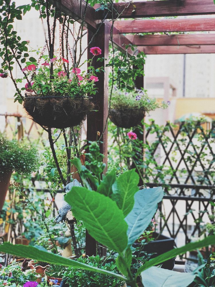 古镇 我的54㎡露台花园,一个可在花丛中漫步的地方,舒适宜人美不胜收