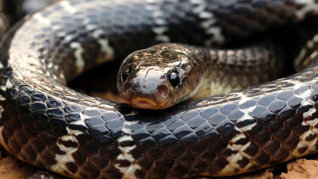  男子被蛇咬后暴怒，与蛇对咬身亡