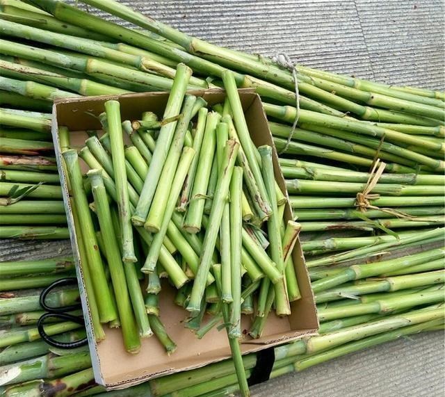 为娃学画丫|几年前的“香饽饽”，如今2元一根却无人问津，种植户无奈弃种