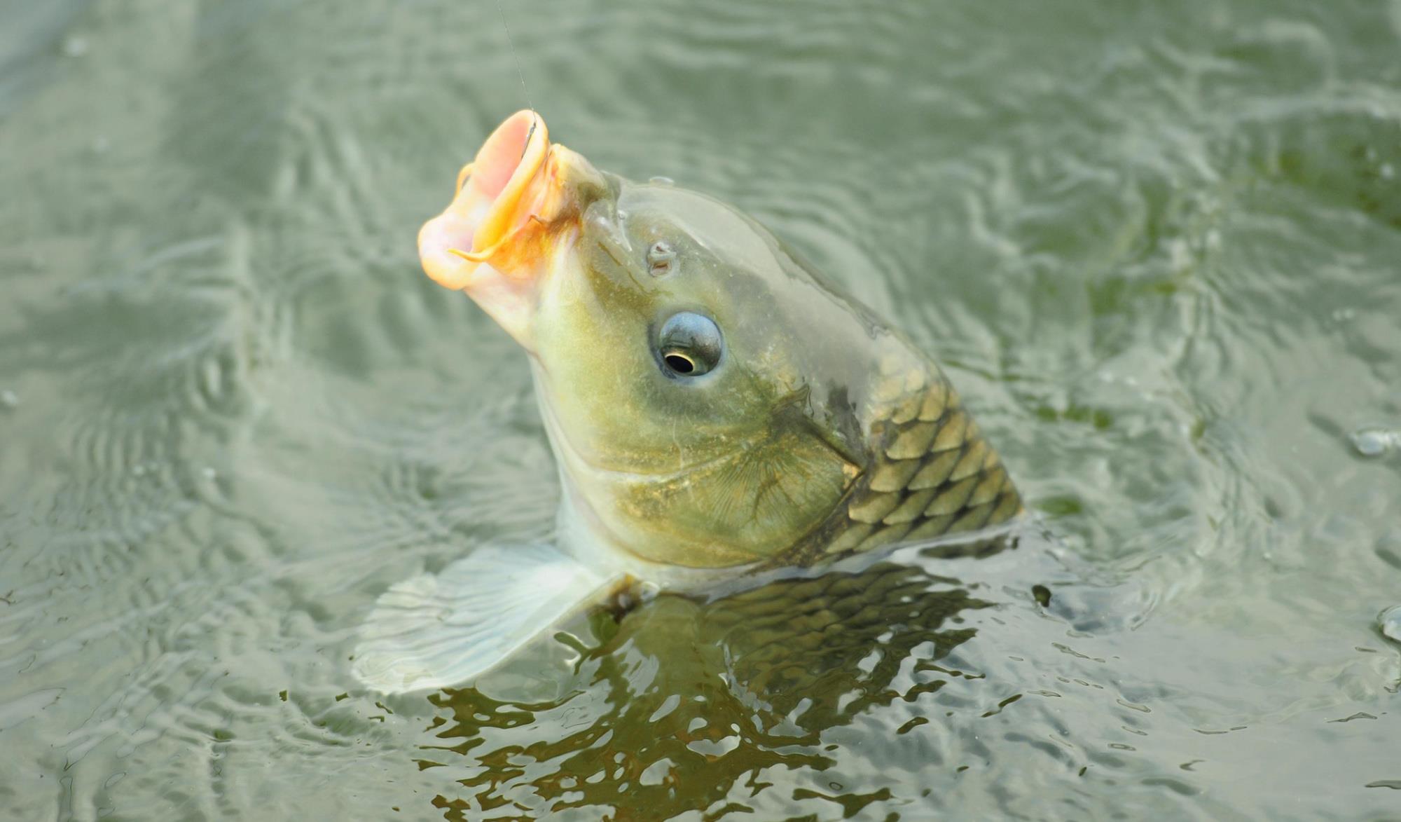 |鲤鱼黑坑的哪种钓位出鱼最多？在鲤鱼黑坑钓鱼选钓位的技巧