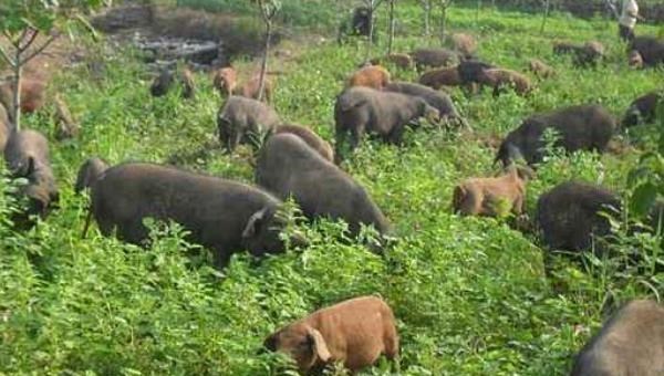 山西省 损失200万！山西一养猪场800头猪被淹仅2头存活 为何猪会被淹死？