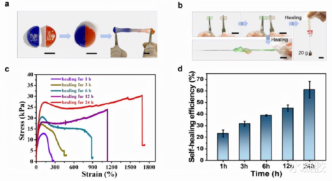 香港城市大学张超/王钻开:超拉伸、高粘性和自修复水凝胶