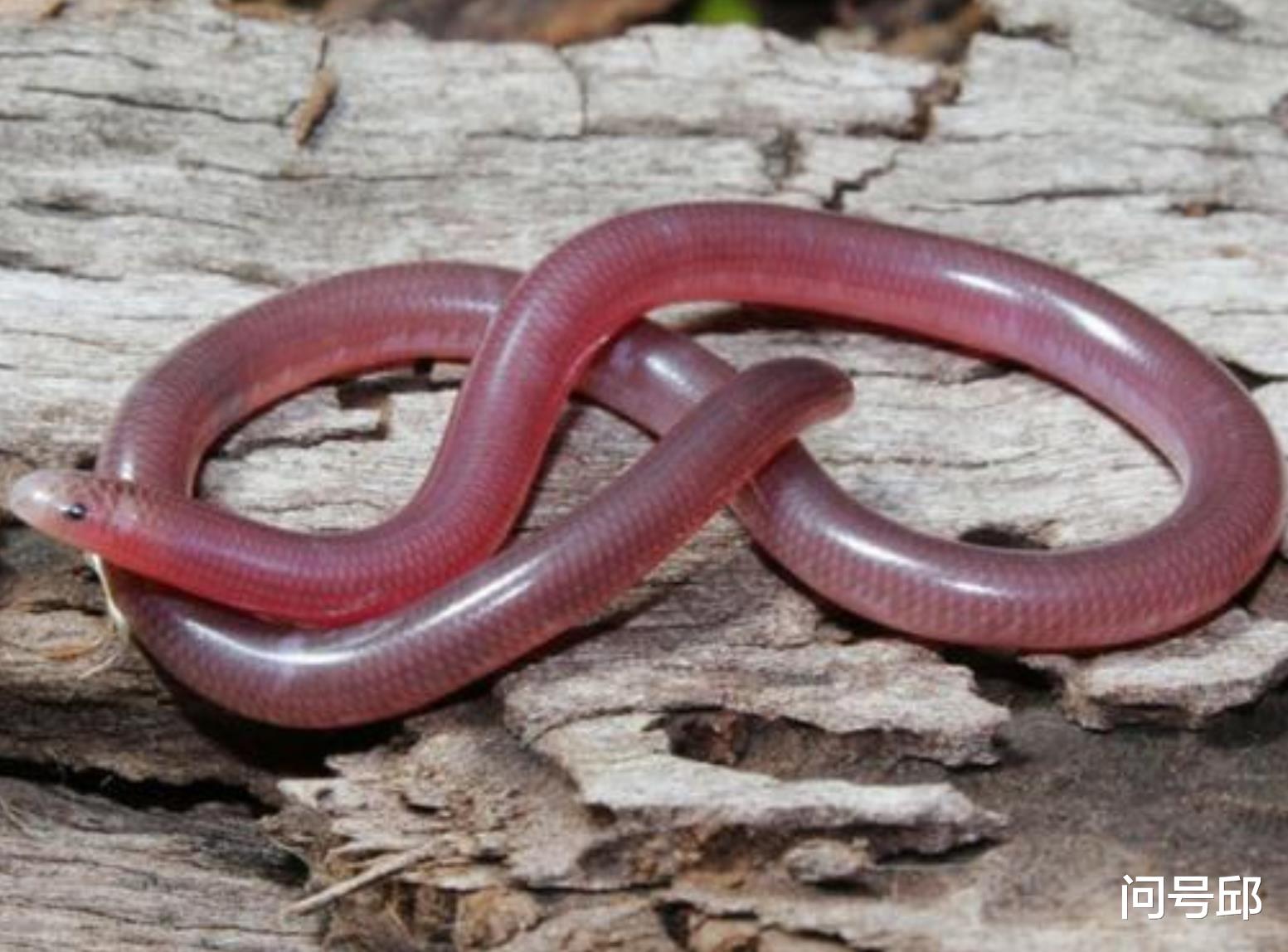 白蚁 蚯蚓？蛇？傻傻分不清楚：1.5亿年前就存在的古生物是全球旅行者