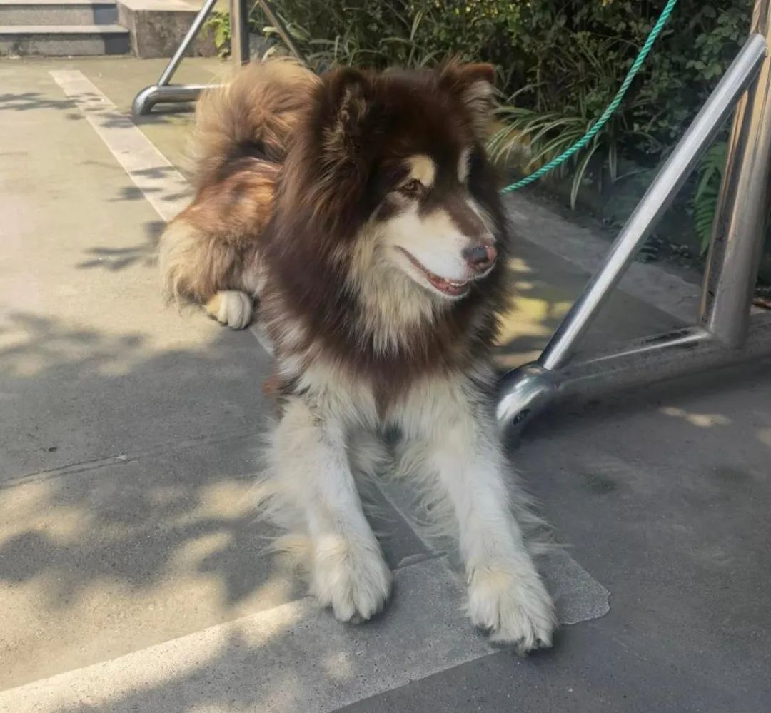 半岛晨报 快领走，派出所要养不起了