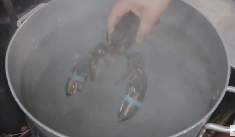 怕龍蝦疼！英國計劃禁止烹煮活龍蝦螃蟹。英國網友和廚師們這次一致贊同瞭-圖2