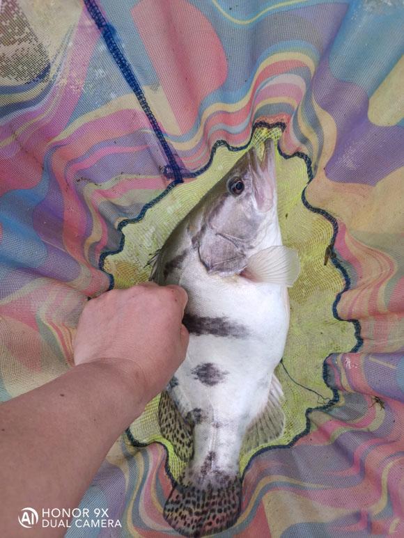 饵料|夏季鳜鱼最好钓，手竿路亚手丝均可，找对位置最重要