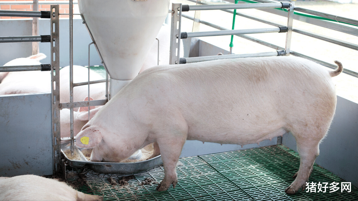 6月11日10公斤仔豬價格，養豬虧損板上釘釘，仔豬仍有下跌風險？-圖2