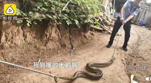 沙滩 大蛇偷吃被抓后吐出整只大鹅，鹅：我是谁？我在哪？