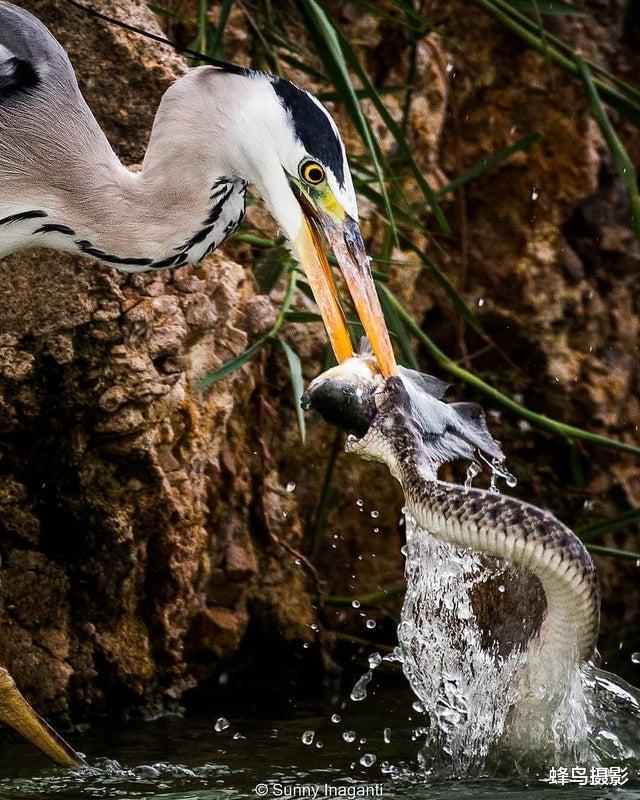 鲨鱼 20张活久未见的照片，鱼跃出海面吃空中的飞鸟，鳄鱼咬到一只鲨鱼