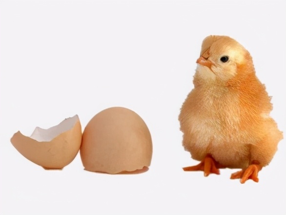 神鸟知讯资讯站 熟蛋返生能孵小鸡，奇葩论文侮辱谁的智商？作者：学生有特殊能力