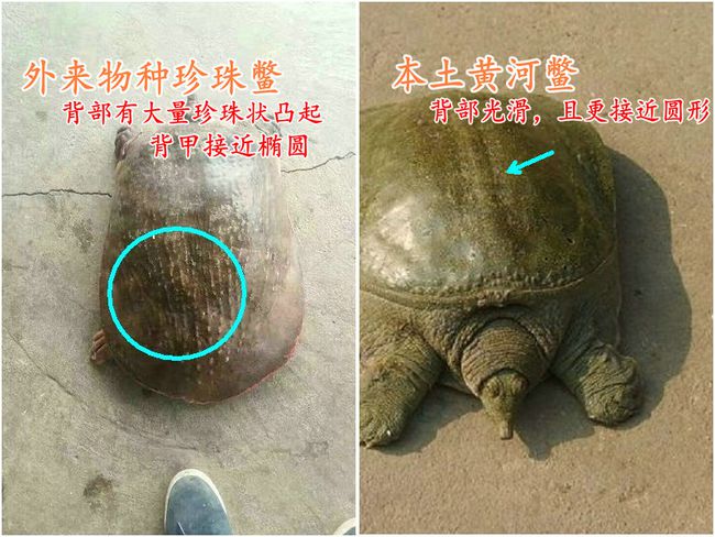 广州市|广州钓友钓起镇河之宝？30斤巨鳖转手卖掉 网友: 镇河之宝才1200？