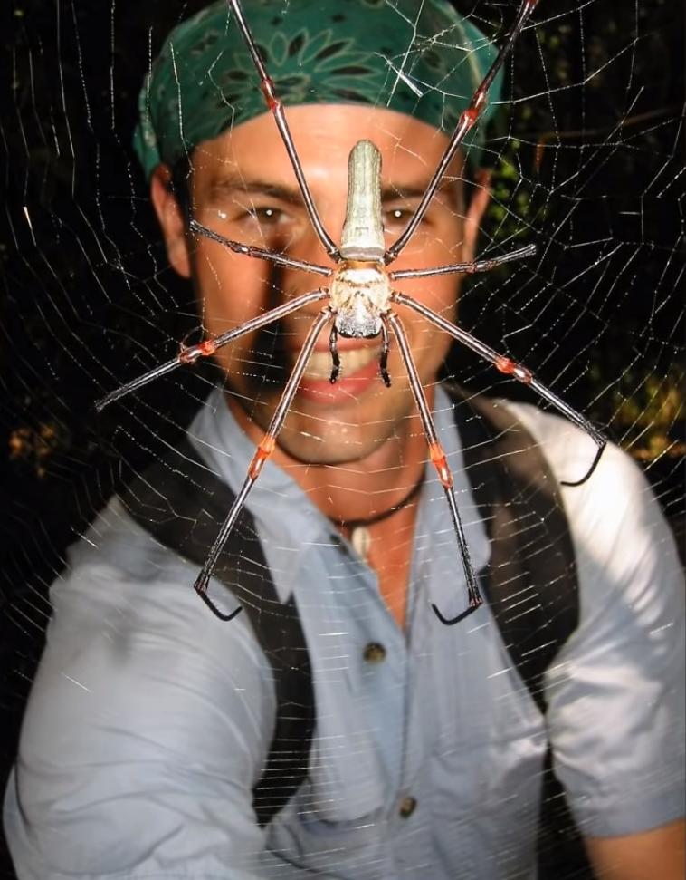 蜘蛛 27张“活久见”的照片，展示了大自然可怕的一面