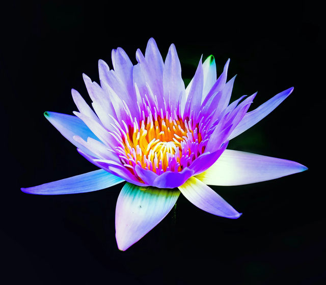 泡沫说情感|心理学：你最喜欢哪种花？测7月份，迎接你的是什么？
