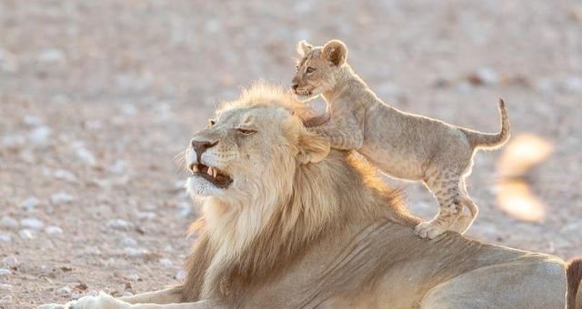 狮子 动物交配六亲不认，那流浪雄狮长大以后，还认识自己的母亲吗？