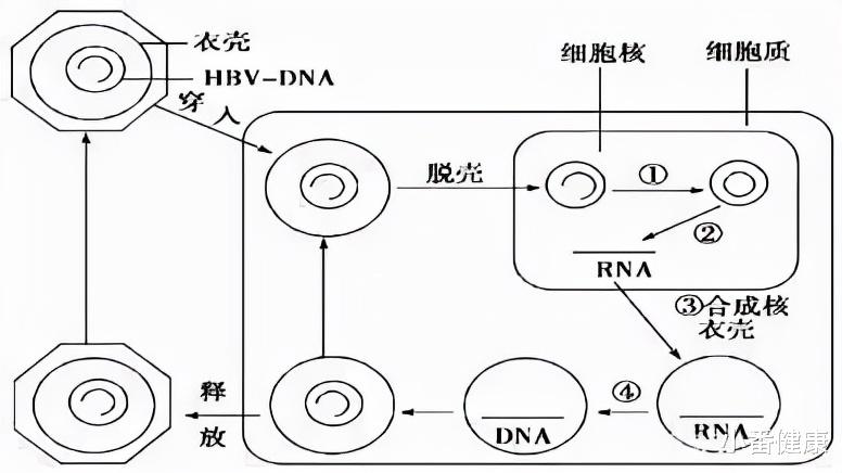 iu 乙肝CpAM分子,新方向干扰核衣壳,简介作用机理及进展