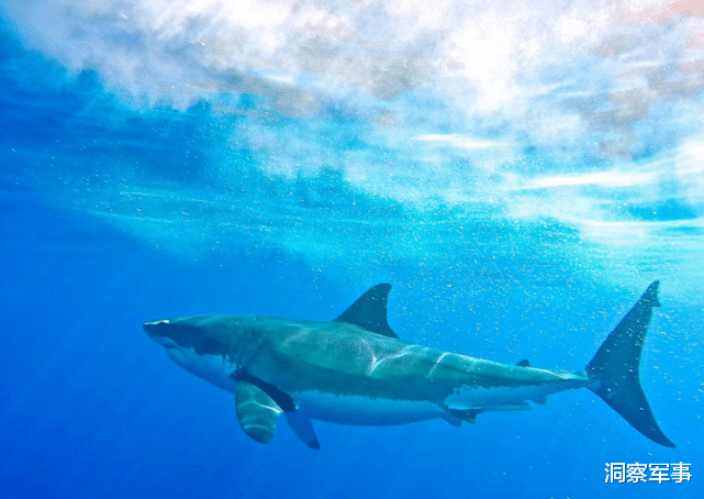 鲸鱼 为何鲸鱼身上有大量的藤壶寄生，而大白鲨却干干净净？