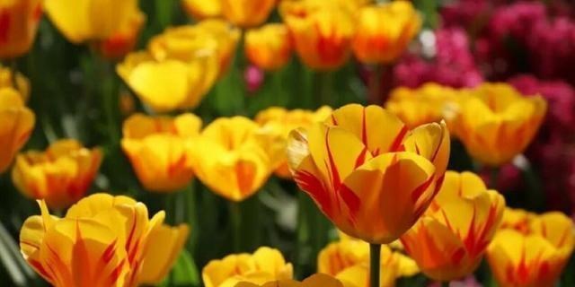 微生物 病毒与人类进化：病毒把人类搞死了，自己也死了，目的何在？