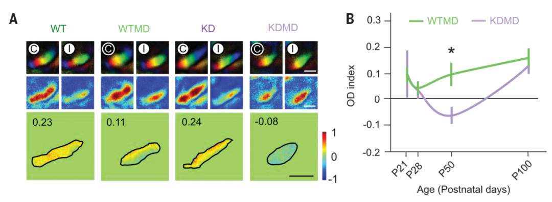  Science: 更喜欢哪只眼睛的视觉输入？星形胶质细胞可改变这种视觉优势