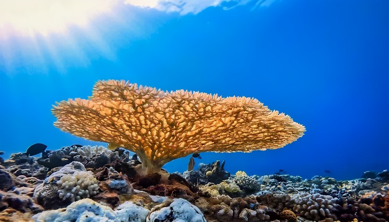 |比马代更惊艳，仅对中国人开放的世界级海岛，不香么？