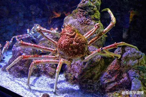蜘蛛 世界最大杀人蟹！长达4米，60人因此丧命，还敢吃下鲨鱼......